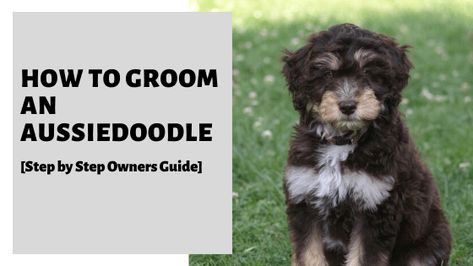 How To Groom An Aussiedoodle [Step by Step Owners Guide] Dog Minding, Dog Grooming Tips, Dog Groomer, Doodle Dog, Dog Hacks, Types Of Dogs, Own Home, Dog Grooming, Feeling Great