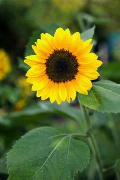 When To Plant Sunflowers, Plant Sunflowers, Growing Cucumbers Vertically, Garden Sitting Areas, Growing Sunflowers, Planting Sunflowers, When To Plant, Red Sunflowers, Growing Cucumbers