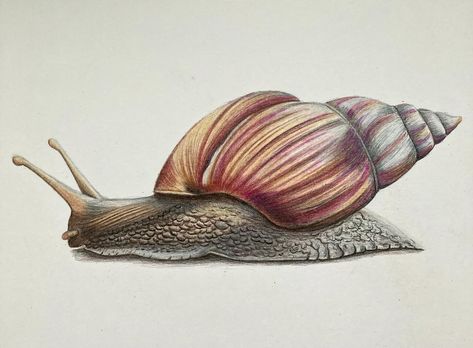 A snail in colored pencil on 9x12 inch paper 🐚🐌 @gemmachambersart tutorial #coloredpencil #coloredpencilart #coloredpencilartist #pencilart #pencilartist #coloredpencildrawing #coloredpencil_art #snail #snailshell #snaillife #snailsofinstagram #snaillove #spring #springtime #artforyou #artforyourhome #artforyoureveryday #artforyoureveryday #artforsale #artforsaleonline #artforsalebyartists #artforbreakfast #maineart #maineartist #maineartistsofinstagram #dailyart #artworkoftheday #artwork_share Calendar Themes, Maine Artist, Maine Art, Snail Shell, Colored Pencil Drawing, April 7, Color Pencil Art, Colored Pencil, A Color