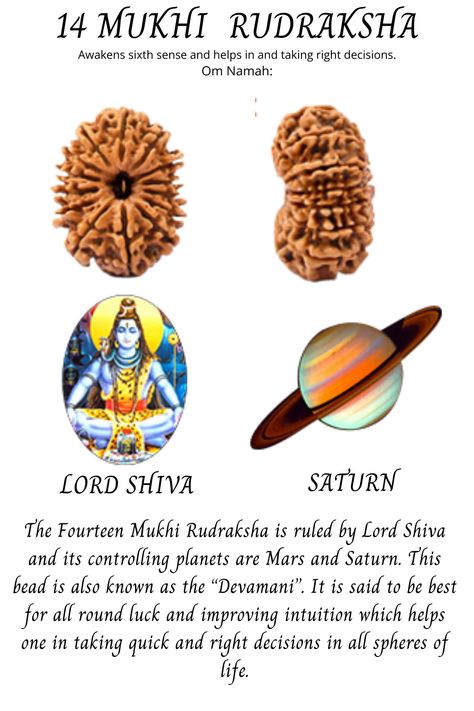 PLANET - SATURN DEITY- LORD SHIVA BENEFITS -Awakens sixth sense and helps in and taking the right decisions. Om Namah: DESCRIPTION - The Fourteen Mukhi Rudraksha is ruled by Lord Shiva and its controlling planets are Mars and Saturn. This bead is also known as the “Devamani”. It is said to be best for all round luck and improving intuition which helps one in taking quick and right decisions in all spheres of life. Spritual Wallpapers, Rudraksha Meaning, Improving Intuition, Rudraksha Benefits, Sanatan Dharam, History Infographic, Ayurveda Life, Art Deco Artwork, Marriage Photography