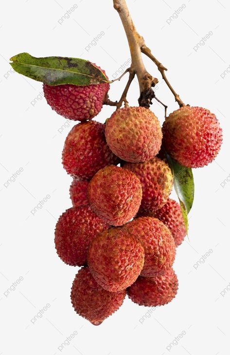 Litchi Fruit, Baldness Solutions, Cordyceps Sinensis, Lychee Fruit, Summer Health, Mauritius Island, Matching Worksheets, Cartoon Butterfly, Summer Banner