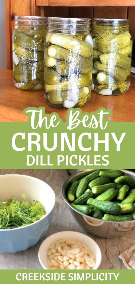 Are you tired of making mushy pickles that no one will eat? This is the last dill pickle recipe you will ever need.   I've been making the same recipe for many years now, and always get rave reviews. If you follow the recipe as outlined, you will get crisp, crunchy dill pickles every time.   No canner needed, we use the open kettle method for doing these pickles (raw ingredients, HOT jars, HOT brine, HOT lids - they seal on their own). How To Make Dill Pickle Brine, Simple Pickles Recipe, Whole Dill Pickle Recipe, Dill Pickle Canning Recipe Easy, Dill Pickle Brine Recipe For Canning, Simple Dill Pickle Recipe, Pickles Garlic Recipe, Mixed Pickles Canning Recipes, Dill Pickle Recipes Homemade