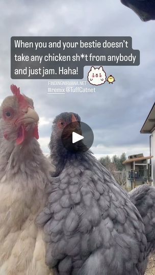 1.6K views · 37K reactions | You and your #dancing #bestie doesn’t take any #chickenshit and just #jam 🐓 #chicken #chickens #chicks #chickies #manok #dance #chickenofinstagram #chickendance #meme #memes #funny #funnymeme #funnymemes #dancememe #lol #dancingmemes #sayaw #remix #findingnirvana.net @tuffcatnet | TuffCat | trendmusical · Original audio Chicken Memes Humor, Jam Chicken, Dancing Animated, Keno, Memes Funny, Video Clips, Video Clip, Funny Things, Funny Stuff