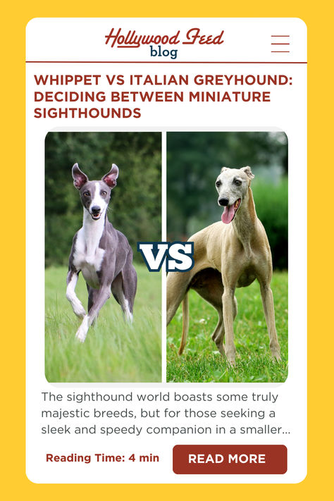 Discover the differences between Whippets and Italian Greyhounds, two elegant miniature sighthounds with distinct personalities and needs. From size and temperament to grooming and dietary requirements, this comprehensive guide will help you decide which sleek and speedy companion is the perfect match for your lifestyle. 🐾 #Whippet #ItalianGreyhound #SighthoundComparison Miniature Italian Greyhound, Italian Greyhound, Whippet, Pet Health, Greyhound, Dogs Puppies, Personalities, Perfect Match, Dogs And Puppies