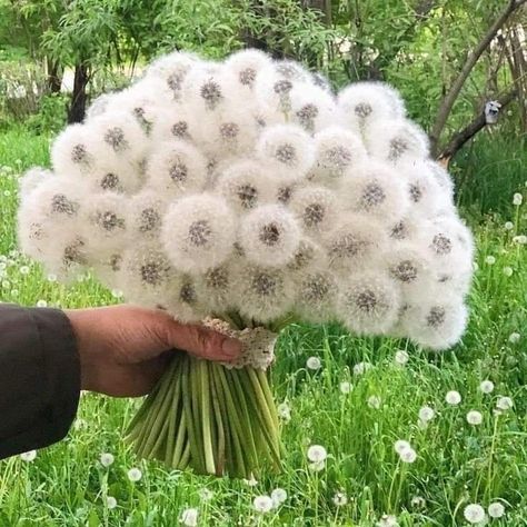 Dandelion Bouquet, Dandelion Field, Dream Place, Nothing But Flowers, Flower Therapy, Pretty Plants, Alam Yang Indah, Fresh Cut, Nature Aesthetic