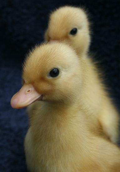 Call Ducks, Call Duck, Duck Pictures, Duck And Ducklings, Pet Ducks, Cute Ducklings, Baby Animals Pictures, Baby Ducks, Baby Animals Funny