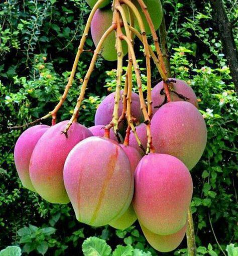 Mangos from Puerto Rico Mango Plant, Bonsai Seeds, Organic Fruits And Vegetables, Rose Seeds, Mango Fruit, Mango Tree, Beautiful Fruits, Tree Seeds, Fruit Tree