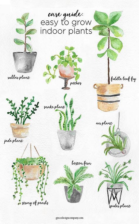 A Guide to Caring for Easy to Grow Indoor Plants including Landscape House, Plants In Pots, نباتات منزلية, Gardening Zones, Inside Plants, Bedroom Plants, Jade Plants, Easy Plants, House Plants Indoor