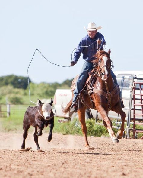 Excellent Ranch Horse/Heel Horse for Sale - For more information click on the image or see ad # 31937 on www.RanchWorldAds.com Pastel Animals, Roping Horse, Western Horseman, Hummingbirds Photography, Ranch Horse, Western Horses, Horse For Sale, Cowboy Pictures, Whitetail Bucks