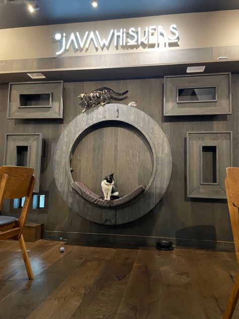 Cat cafe in White City Java Whiskers Cat Cafe, Cat Cafe, White City, Java, Places To Visit, Cafe, London, Collage, Pins