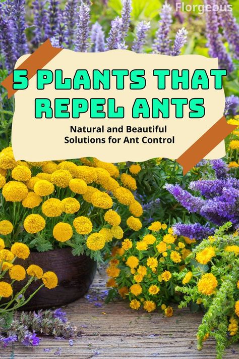 Plants That Repel Ants Ant Repellent Plants, Ants On Plants How To Get Rid, Natural Ant Repellant, Natural Ways To Get Rid Of Ants In Garden, Plants That Repel Ants, Peppermint Oil For Ants, Ant Plant, Ant Repellent, Ant Control