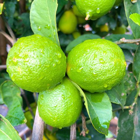 Mexican Lime | Citrus and Fruit | Moon Valley Nursery Mexican Lime Tree, Lime Trees, Citrus Smell, Tree Growth, Arizona Landscape, Lime Tree, Specimen Trees, Tree Nursery, Fertilizer For Plants