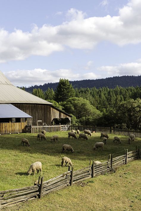 California -- Mendocino County -- Reilly Heights California Landmarks, California Farm, Fallbrook California, Sheep Ranch, California Ranch, Ranch Life, A Sheep, Coastal Cowgirl, Sheep