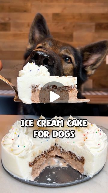 Dog Ice Cream Recipe, Cake For Dogs, Dog Cake Recipes, Cake Summer, Dogs Treats, Pet Treats Recipes, Doggy Treats, Dog Biscuit Recipes, Dog Ice Cream