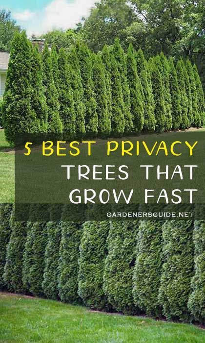 5 Best Privacy Trees That Grow Fast #privacytrees #privacy #tree #fastgrowing #gardening #privacyplants #gardenersguide Best Trees For Privacy, Trees For Privacy, Moderne Have, Funny Vine, Privacy Trees, Privacy Plants, Privacy Landscaping, Backyard Privacy, Backyard Sheds