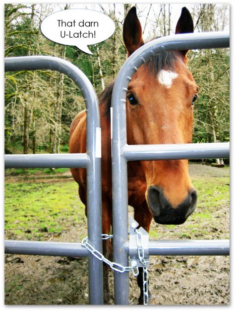 Horse Gate Latch, Gate Latch Ideas Diy, Gate Latch Ideas, Lamb Farm, Hobby Farming, Gate Latch, Farm Stay, Hobby Farms, Wrench