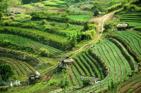 Terraced Farming by Karenmassier Terraced Farming, Terrace Farming, Animals Name With Picture, Dnd City, Valyrian Steel, Farm Village, Rural Scenes, Production Design, Vegetable Garden Design