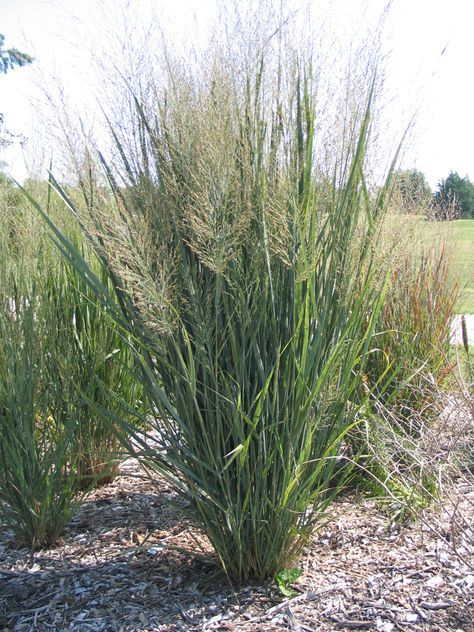 Indian Grass (Sorghastrum nutans) Indian Grass Landscaping, Grass Alternative, Native Grasses, Oregon Garden, Prairie Garden, Grasses Landscaping, Light Blue Flowers, Fine Gardening, Sun Plants