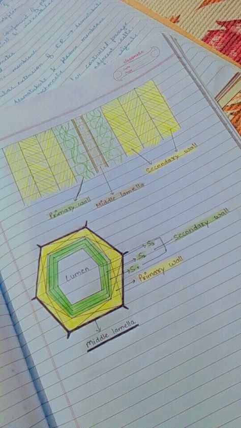 Cell Wall Notes, Cell Wall Structure, Bio Notes, Biology Diagrams, Note Making, Wall Structure, Medical Notes, Plasma Membrane, Salivary Gland