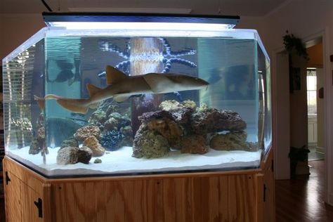 shark tank Shark Tank Aquarium, Shark Tank In House, Sharks Aquarium, Shark Aquarium Home, Pet Shark, Small Shark, Amazing Aquariums, Saltwater Aquarium Fish, Cool Fish Tanks