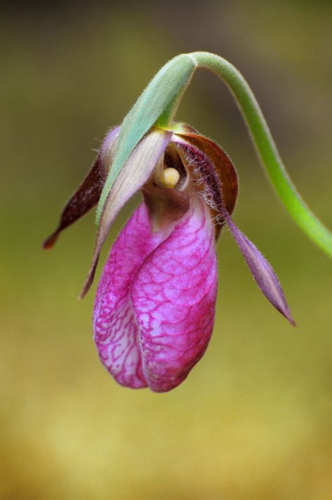 Lady's slipper orchids Pink Lady Slipper, Slipper Orchid, Lady Slipper Orchid, Lady Slipper, Strange Flowers, Exotic Orchids, Wedges Shoes, Unusual Plants, Unusual Flowers