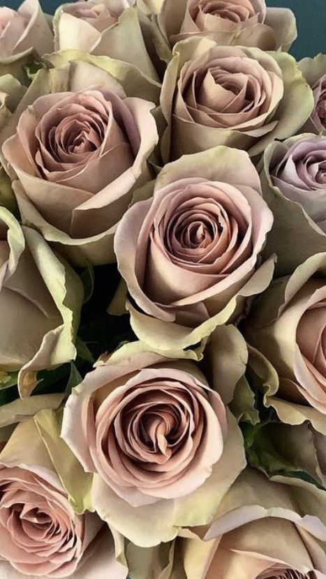 Amnesia Rose, Brown Roses, Champagne Roses, Ecuadorian Roses, Wedding Flowers Roses, Bulk Wedding Flowers, Wholesale Roses, Diy Bouquets, Hot Pink Roses