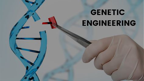 Let's Learn about "Genetic Engineering" with iLearn for Free!!!    Genetic engineering is the act of modifying the genetic makeup of an organism. Modifications can be generated by methods such as gene targeting, nuclear transplantation, transfection of synthetic chromosomes or viral insertion. Selective breeding is not considered a form of genetic engineering.    Check this out: https://www.ilearnclub.org/search?q=genetic+engineering    #GeneticEngineering #Gene #SyntheticChromosomes #iLearn #Wh Genetic Modification, Selective Breeding, Genetic Engineering, Audio Room, Genetic Testing, Free Courses, The Act, Genetic, Engineering