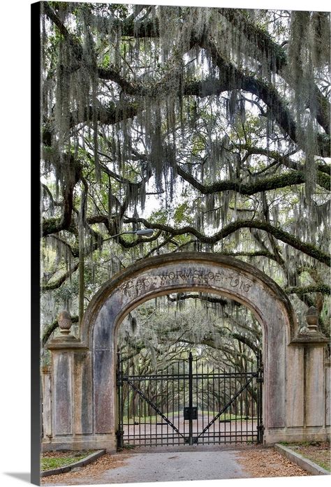 Stretched Canvas Print entitled United States, Georgia, Savannah, Wormsloe, Gate at Entrance.  Multiple sizes available.  Primary colors within this image include Dark Gray, White, Light Gray, Seafoam Green.  Made in USA.  All products come with a 365 day workmanship guarantee.  Inks used are latex-based and designed to last.  Canvas is acid-free and 20 millimeters thick.  Museum-quality, artist-grade canvas mounted on sturdy wooden stretcher bars 1.5 thick.  Comes ready to hang. Angel Oak, Driveway Entrance, Front Gates, Driveway Gate, Entry Gates, Spanish Moss, Entrance Gates, Gate Design, Large Picture