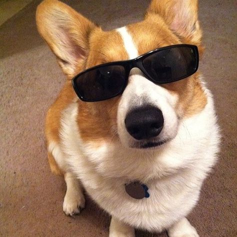 How do these look?? Corgi With Glasses, Dog Wearing Sunglasses, Birthday Corgi, Corgi Cute, Golden Aesthetic, Dinosaurs Birthday, Dog Sunglasses, Corgi Pictures, Dog With Glasses