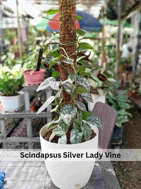 Introduction Scindapsus silver lady is a succulent vining plant with green leaves possessing an artistic splash of silver. This is an excellent growing material if you are searching for vines. The leaves appear as if the snow has set on them. The artistic leaves of this plant draw the attention of visitors. The large leaves ... Read more Succulent Images, Propagating Succulents, Succulents Plants, Pothos Plant, Succulent Care, Plant Drawing, Drought Tolerant Plants, Drought Tolerant, Planting Succulents