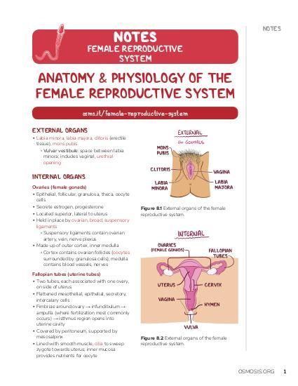 Osmosis Female reproductive system high-yield notes offers clear overviews with striking illustrations, tables, and diagrams. Make learning more manageable. Female Reproductive System Notes, Reproductive System Notes, Female Reproductive System Anatomy, Female Reproductive System, Fallopian Tubes, Science Notes, Medical Terms, Nursing Notes, Reproductive System