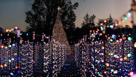 A Christmas Lights Maze Is In Piney Park In Texas And It Looks As Magical As It Sounds Christmas Maze, Tall Christmas Trees, Texas Christmas, Best Christmas Lights, Christmas Light Displays, Santa Pictures, Holiday Village, Grand Prairie, Christmas Town