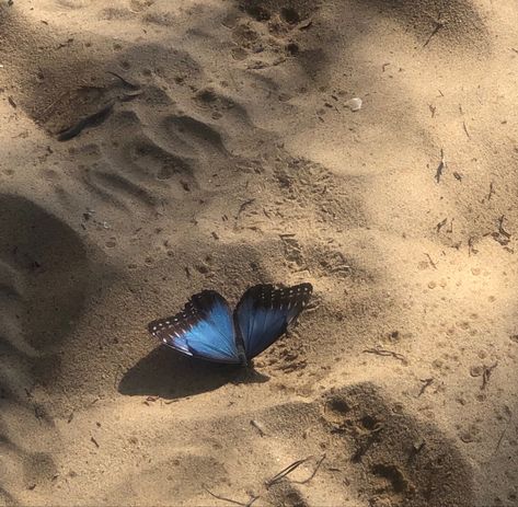 Blue Butterflies Aesthetic, Butterfly Blue Aesthetic, Beach Sand Aesthetic, Blue Butterfly Aesthetic, Sand Aesthetic, Butterflies Aesthetic, Nature Photography Animals, Butterfly Beach, Giant Animals