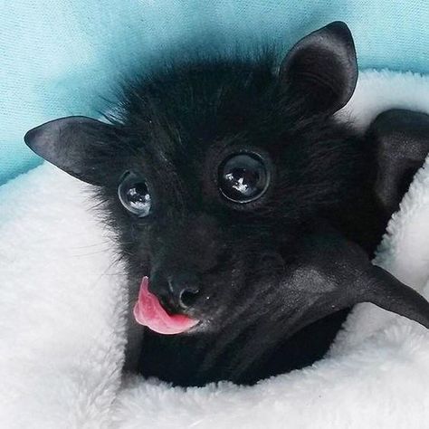 It's Bat Appreciation Day And We Totally Appreciate These Photos Of Baby Bats Cute Bat Picture, Bat Cute, Cute Bats, Fruit Bat, Baby Bats, Cute Bat, Pretty Animals, Black Bat, Black Animals