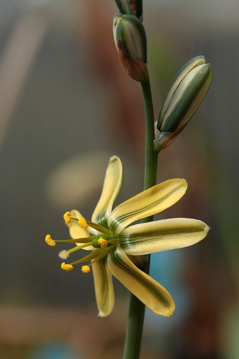 Albuca Concordiana, Plants, Flowers, Nature