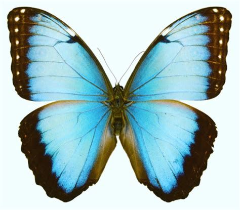 Mariposa | Mariposas Fondos De Pantalla, Imágenes De Fondo Morpho Azul, Fun Arts And Crafts, Arts And Crafts Projects, Butterfly Tattoo, Theater, Cool Art, The Conversation, Arts And Crafts, Log In