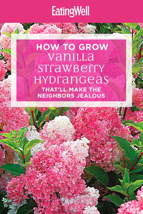 Strawberry Sundae Hydrangea, Hydrangea Plant Care, Vanilla Strawberry Hydrangea, Strawberry Hydrangea, Hydrangea Tree, Hydrangea Landscaping, Hydrangea Shrub, Hydrangea Varieties, Hydrangea Bush