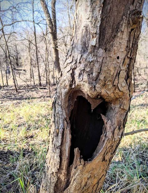 Nature Heart, February Ideas, Heart In Nature, Enjoy Time, Saint Valentine, Flower Branch, Photo Heart, Human Emotions, Photography Skills