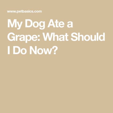 My Dog Ate a Grape: What Should I Do Now? What Fruits Can Dogs Eat, Fruits Dogs Can Eat, Foods Dogs Cant Eat, List Of What Dogs Can And Cant Eat, Can Dogs Eat Grapes, Mcdonalds Calories, Weight Charts For Women, Fruits For Dogs, Toxic To Dogs