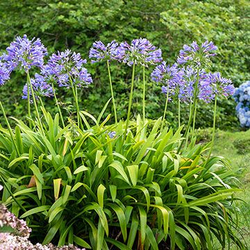 Landscaping With Agapanthus, Agapanthus Tinkerbell, Plantas Exterior, Agapanthus Botanical Illustration, Purple Agapanthus, Agapanthus Plant, Lily Of The Nile, Agapanthus Africanus, African Lily