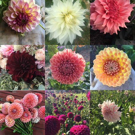 Nicole D'Agata on Instagram: “My top 10 dahlias left to right : Alpine Sunset, Fleurel, Sierra Glow, Karma Naomi, Cornel Bronze, Blyton Softer Gleam, Jowey Winnie,…” Dahlia, Top 10, Plants, Flowers, 10 Things, On Instagram, Instagram