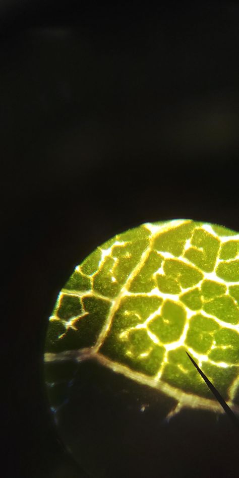 The way this leaf looks under a microscope Leaf Under Microscope, Under Microscope, Under The Microscope, Under A Microscope, Real Leaves, Rose Leaves, Things Under A Microscope, Fingerprint, Homework