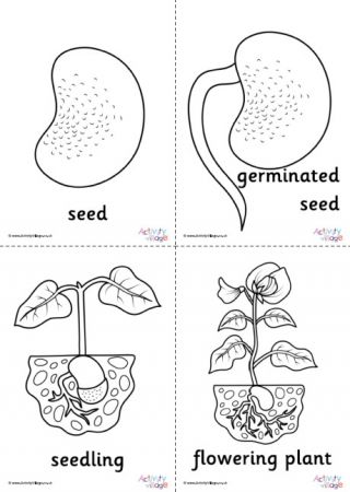 Bean Life Cycle, Life Cycle Worksheet, Plant Life Cycle Worksheet, Sea Turtle Life Cycle, Plants Kindergarten, Plants Worksheets, Spring Crafts Preschool, Life Cycles Activities, Bee Coloring Pages