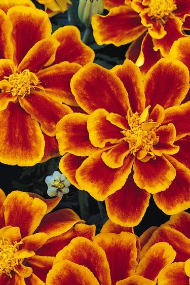 Why heat-tolerant marigolds are perfect for Texas gardens | Gardening | Dallas News Heat Tolerant Flowers, French Marigold, Marigold Seeds, Growing Marigolds, Red Tips, Texas Gardening, Marigold Flower, Plant Spacing, Annual Flowers