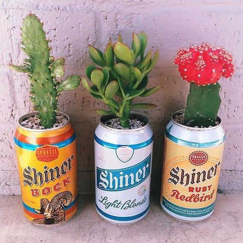 Recycled beer cans as tiny plant holders Beer Garden Design, نباتات منزلية, Cactus Diy, Small Cactus, Cactus Planter, Cactus Y Suculentas, Beer Garden, Plant Mom, Cactus Flower