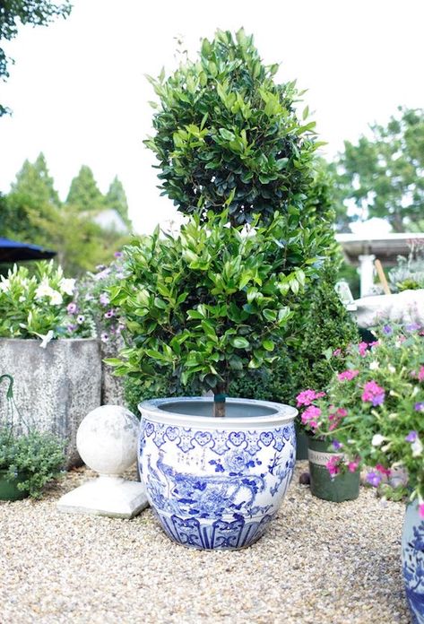 Blue And White Planter, Driveway Planters, Hamptons Front Garden, Classic Courtyard, Hamptons Patio, Planter Inspiration, Modern Planters Indoor, Backyard Hardscape, Hamptons Garden