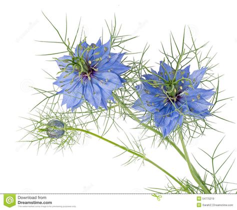 Blue Flowers Of Love-in-a-mist. Nigella Damascena. Blue Nigella, Nigella Damascena, Delphinium Plant, Larkspur Flower, Garden Flowers Perennials, Flower Cottage, Blue Cottage, Cottage Garden Plants, Sunflower Art