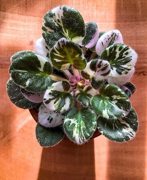 African Violets Plants, Violet Plant, Purple Plants, Plant Seedlings, Pink Plant, Plant Tags, Plant Therapy, African Violet, Greenhouse Gardening