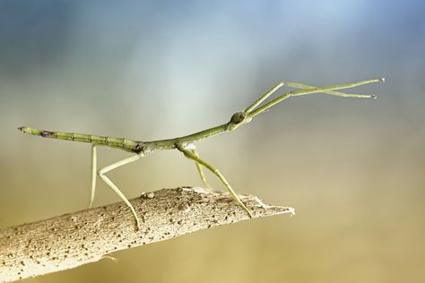 Stick insects are known mainly for their camouflage, but they're way cooler than you think. Here are 10 fascinating facts about stick insects. Stick Insect Eggs, Walking Stick Bug, Walking Stick Insect, Insects For Kids, Household Bugs, Stick Insects, Insect Eggs, Stick Bug, Stick Insect