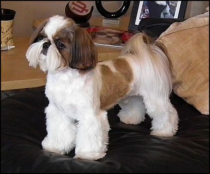 handsome haircut Handsome Haircut, Corte Shitzu, Shih Tzu Hair Styles, Shih Tzu Breeders, Shih Tzu Training, Shih Tzu For Sale, Baby Shih Tzu, Puppy Haircut, Shih Tzu Haircuts